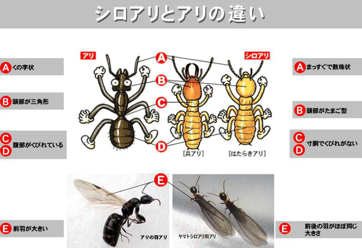 シロアリの羽アリとクロアリの羽アリの違いを比較したイラストです。