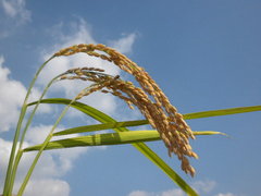 img_951347_16531112_0.jpg