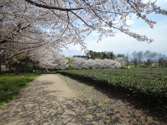 P1090633.JPG