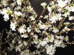DSCF4938.JPG