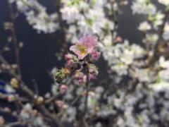 DSCF4941.JPG