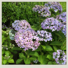 IMG_2586.PNG