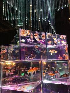 IMG_9526.JPG