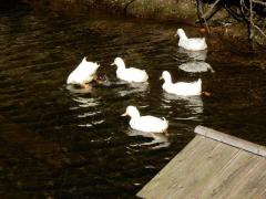 DSCN0070.JPG