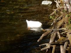 DSCN0087.JPG