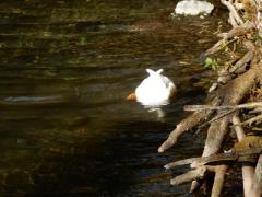 DSCN0088.JPG