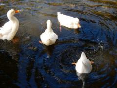 DSCN0090.JPG