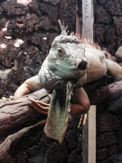 IMG_5154.JPG