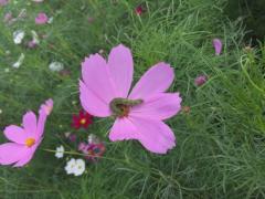 IMG_2505.JPG