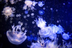 IMG_9055.JPG