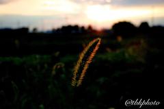 IMG_8850.JPG