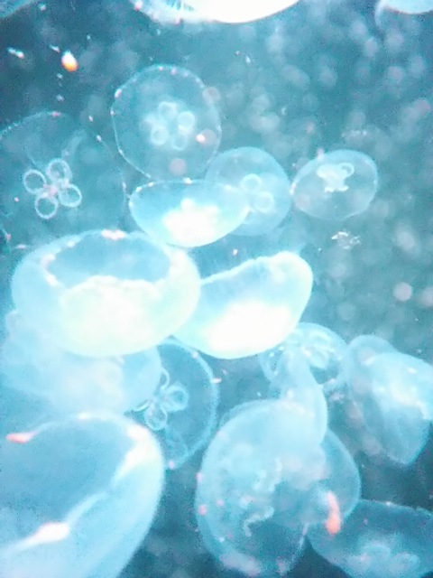 https://www.fco.co.jp/wp/wp-content/uploads/mt/blog_biz/blog_images/%E3%82%AF%E3%83%A9%E3%82%B2.JPG