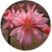 https://www.fco.co.jp/wp/wp-content/uploads/mt/blog_biz/blog_images/171d20389ba71c84dc23f8110e2ee793.png