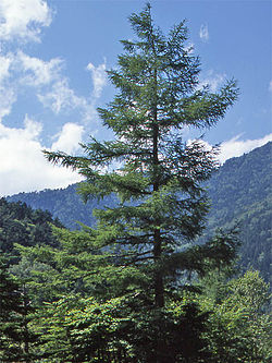 https://www.fco.co.jp/wp/wp-content/uploads/mt/blog_biz/blog_images/250px-Larix_leptolepis2.jpg