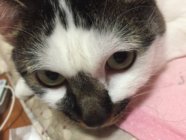 https://www.fco.co.jp/wp/wp-content/uploads/mt/blog_biz/blog_images/IMG_0131.JPG