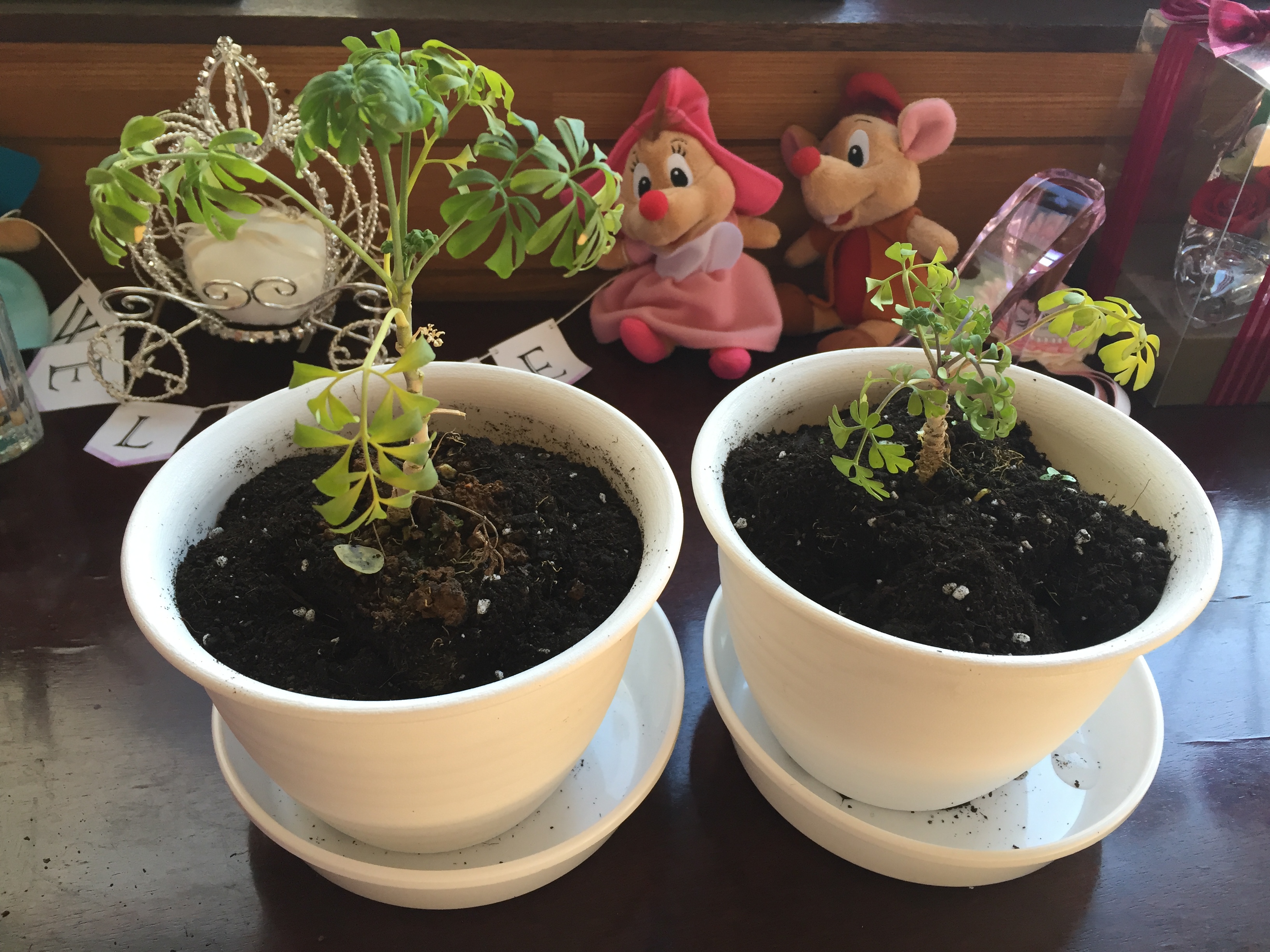 https://www.fco.co.jp/wp/wp-content/uploads/mt/blog_biz/blog_images/IMG_0989.JPG