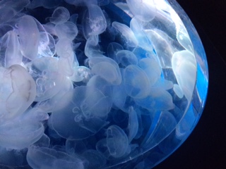 https://www.fco.co.jp/wp/wp-content/uploads/mt/blog_biz/blog_images/IMG_2485.JPG