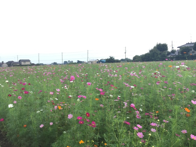 https://www.fco.co.jp/wp/wp-content/uploads/mt/blog_biz/blog_images/IMG_2503.JPG