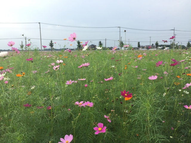 https://www.fco.co.jp/wp/wp-content/uploads/mt/blog_biz/blog_images/IMG_2509.JPG