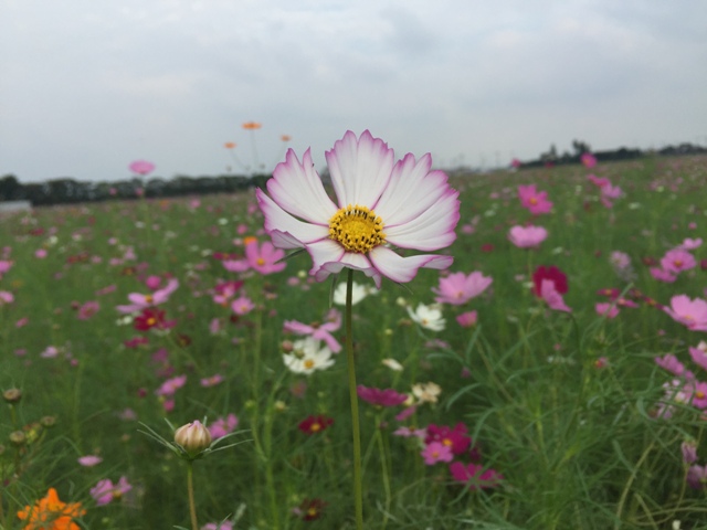 https://www.fco.co.jp/wp/wp-content/uploads/mt/blog_biz/blog_images/IMG_2519.JPG