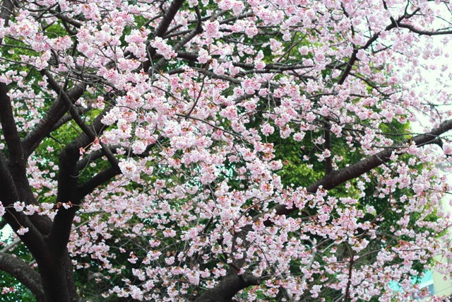 https://www.fco.co.jp/wp/wp-content/uploads/mt/blog_biz/blog_images/IMG_4357.JPG