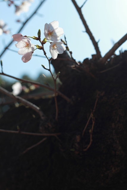 https://www.fco.co.jp/wp/wp-content/uploads/mt/blog_biz/blog_images/IMG_4537.JPG