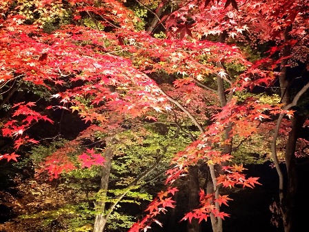 https://www.fco.co.jp/wp/wp-content/uploads/mt/blog_biz/blog_images/IMG_6077.JPG