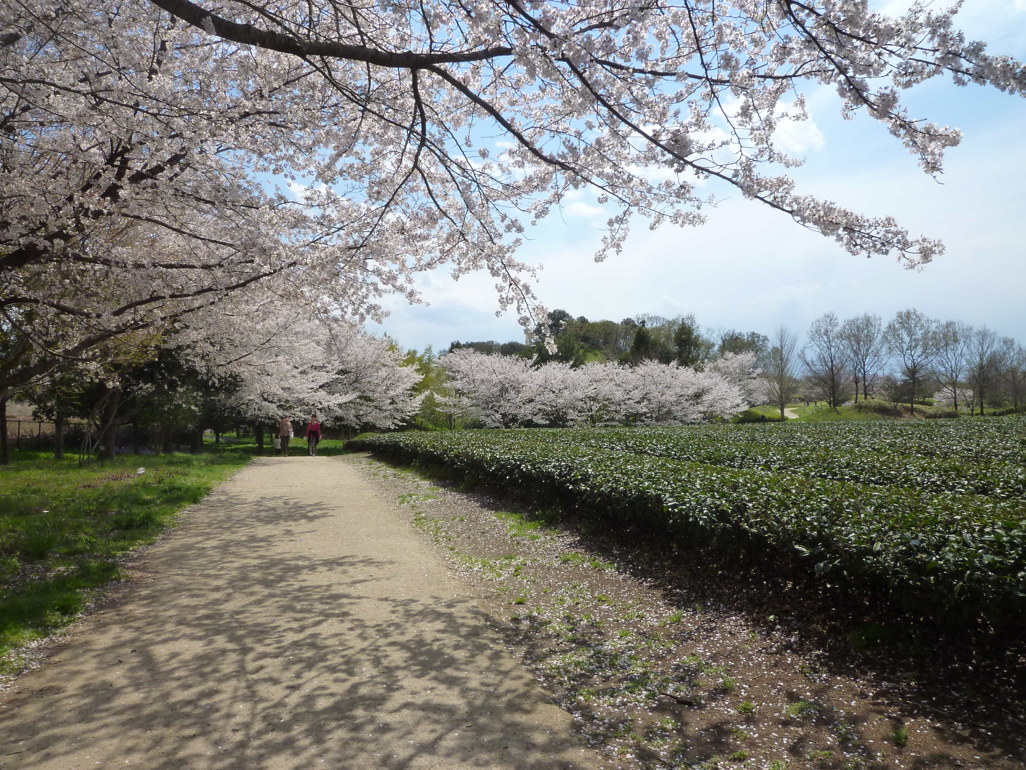 https://www.fco.co.jp/wp/wp-content/uploads/mt/blog_biz/blog_images/P1090633.JPG