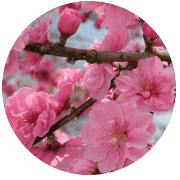 https://www.fco.co.jp/wp/wp-content/uploads/mt/blog_biz/blog_images/d7746d4c3942260321ee047888cace00.png