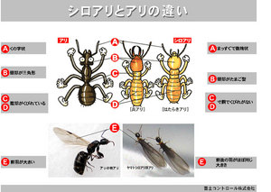 シロアリが羽アリになる時期が近づいてきました 富士コントロール 埼玉県久喜市
