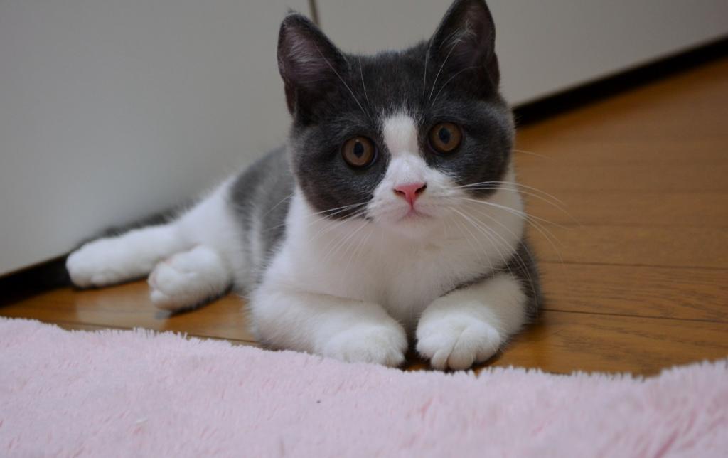 https://www.fco.co.jp/wp/wp-content/uploads/mt/president/blog_images/DSC_0644.JPG