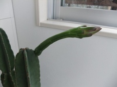 DSCF8098.JPG