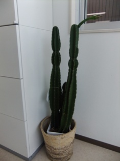 DSCF8099.JPG