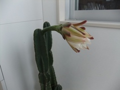 DSCF8102.JPG