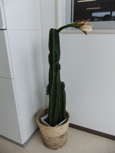 DSCF8104.JPG