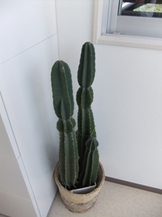 DSCF8193.JPG