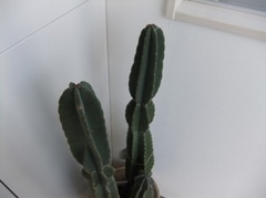 DSCF8194.JPG