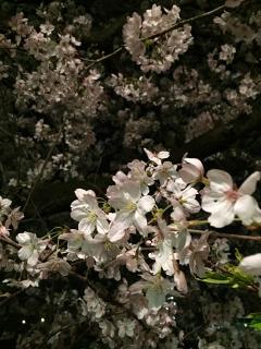20150407-2.JPG