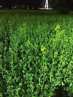 20150407-3.JPG