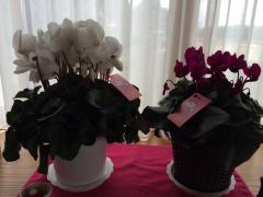 IMG_7046.jpg